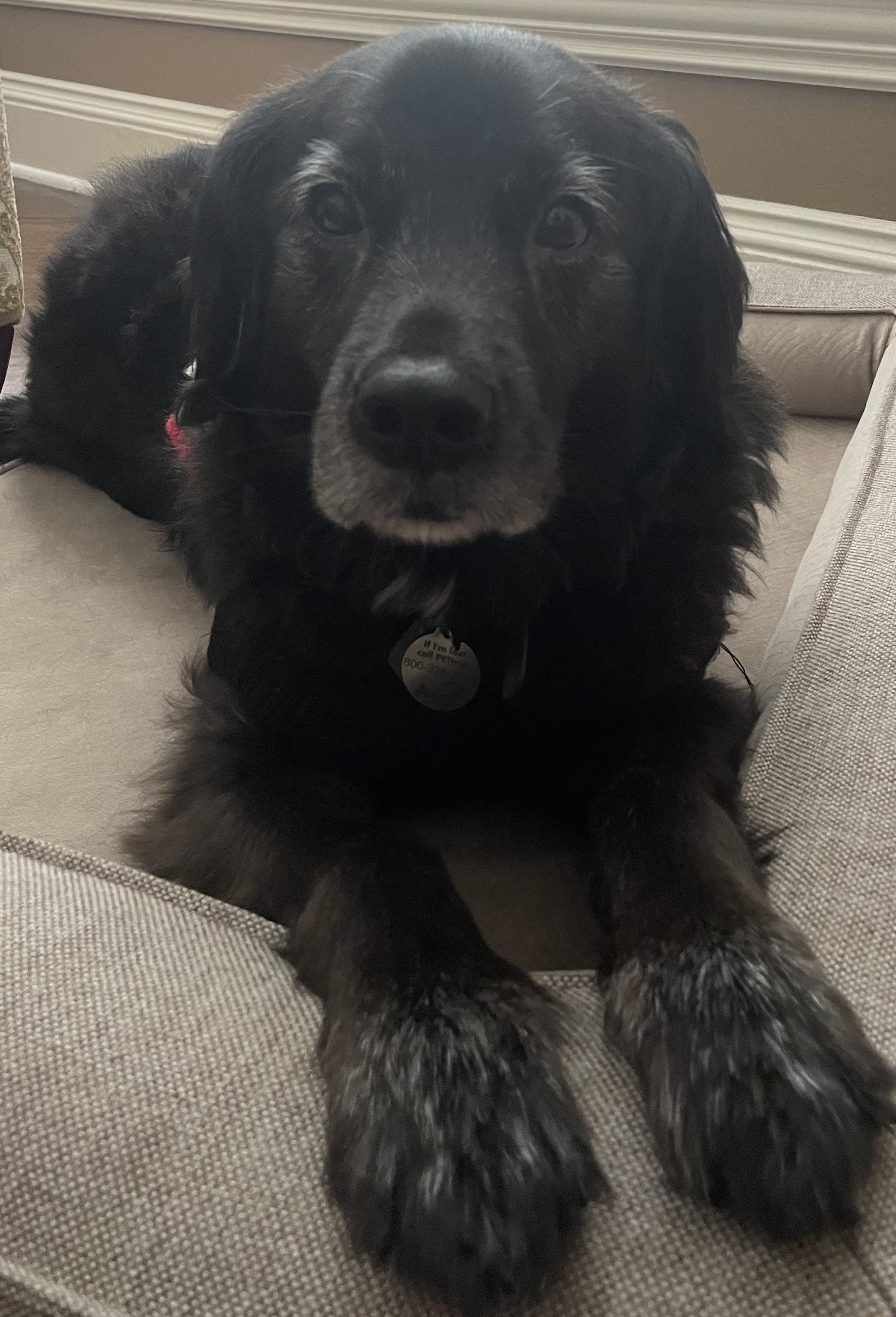 Kodie
