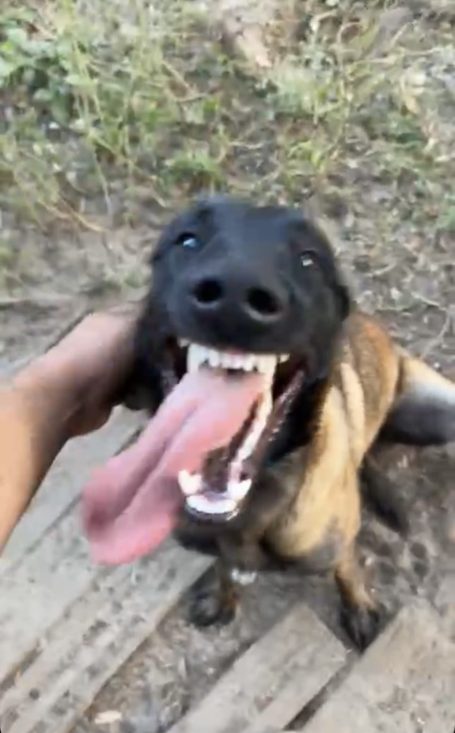 Zerkie
